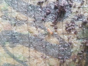 Sunshine-Coast-Termite-Inspections