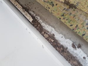Termite-Inspection-Buderim