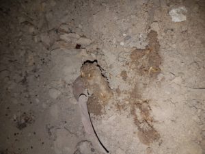 Termite-Inspection-Nambour