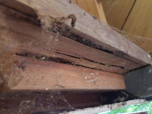 Termite-Inspection-Tewantin