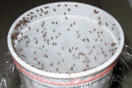 Pest Control Tewantin Termite Inspection Tewantin QLD