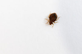 how to get rid of bed bugs fast - bed bug control and removal sunshine coast Australia