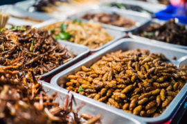 edible insects for humans - insect delicacies from around the world