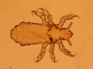 ants - termite management buderim - termite management maroochydore
