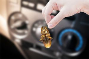 Bed Bug Control in Sunshine Coast QLD - How Bed Pests Move to Your Car