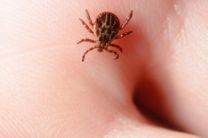 how to remove a tick - how to get rid of a tick - bug control sunshine coast - pest removal and management qld