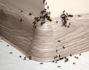 bug control sunshine coast - moths, ants, cockroaches termites wasps removal services qld