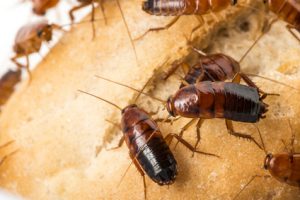 cockroach pest control sunshine coast - cockroach removal and management cooroy nambour noosa caloundra