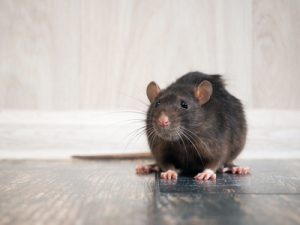 rodents control sunshine coast - mice and rats removal management cooroy maroochydore nambour