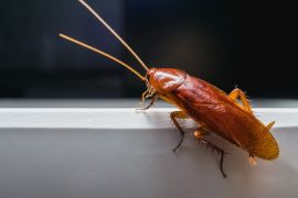 cockroach pest control sunshine coast - cockroach extermination services