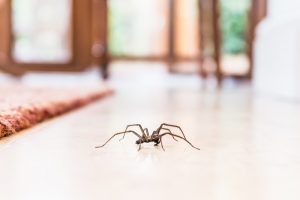 pest management sunshine coast - termite inspection and control - how to get rid of rare pests - pest control sunshine coast