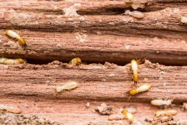 termite treatment sunshine coast - termite control and management systems - termite barrier systems caloundra nambour noosa coolum