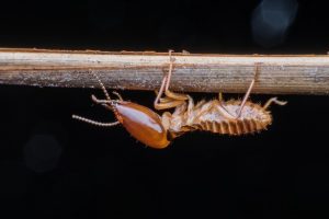 termites queensland - termite treatment inspections sunshine coast - termite barrier and management systems