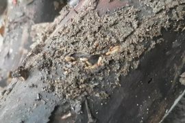 termite control sunshine coast - termite management systems - termite inspections