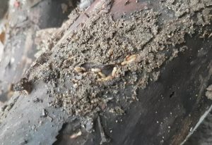 termite control sunshine coast - termite management systems - termite inspections