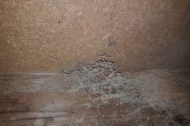 termite barrier systems sunshine coast - termite management and pre purchase inspections