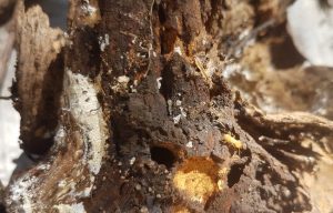 termite treatment sunshine coast - termite management control and inspections