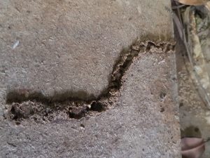 Sunshine Coast Termite Barrier systems - Pre purchase inspections - termite management sunshine coast