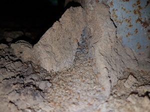 What are termite barrier systems sunshine coast - termite treatment and inspections
