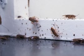 termite and pest control sunshine coast - termite management systems - barrier systems - termite inspections caloundra cooroy