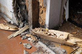 termite detection sunshine coast - pre purchase inspections - how to detect termites