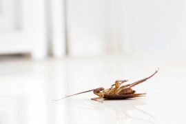 sunshine coast pest treatment - ants termites cockroaches mice control and management