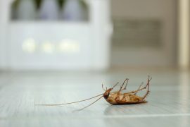 how often do i need pest control services sunshine coast - regular termite inspections and treatments