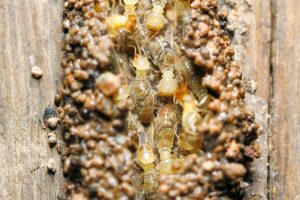anti termite treatment sunshine coast - termite management and control - pest inspections