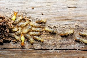 sunshine coast termite treatment management inspections - pest removal and control - best termite barrier systems