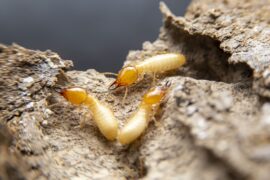 warning signs of termite infestation - how do you know if you have termites - termite treatment sunshine coast