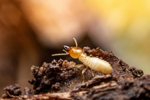 sunshine coast termite inspections - termite managemt and treatment - stop termites