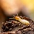 sunshine coast termite inspections - termite managemt and treatment - stop termites