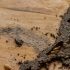 termite inspection cost sunshine coast - annual inspection pricing