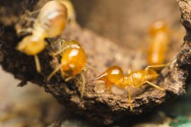 what attracts termites - top things that lure termites at your home - termite management sunshine coast