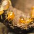 what attracts termites - top things that lure termites at your home - termite management sunshine coast